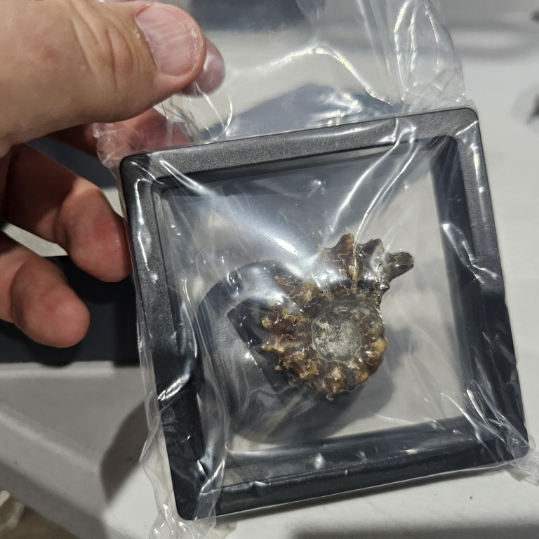 $55 madagascan ammonite fossil Jay King in floatin 862008 New $55 madagascan ammonite fossil Jay King in floating display Light color color will vary these will be lighter tone.