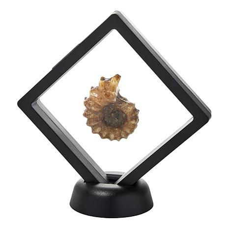 $55 madagascan ammonite fossil Jay King in floatin 862008 New $55 madagascan ammonite fossil Jay King in floating display Light color color will vary these will be lighter tone.