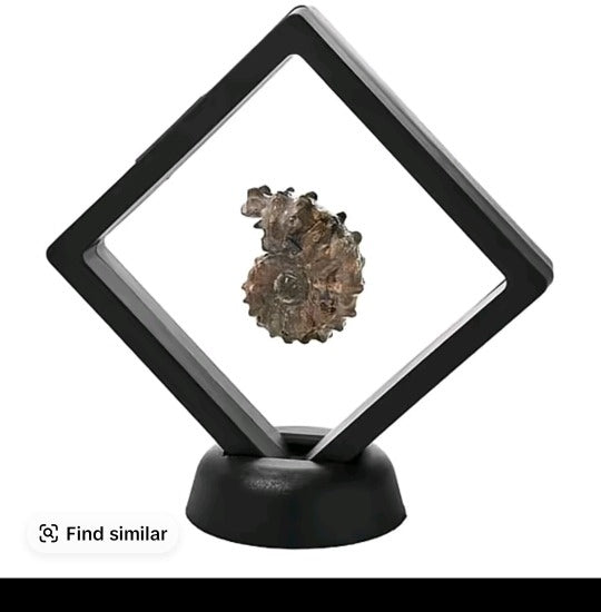 $55 madagascan ammonite fossil Jay King in floatin 862008 New $55 madagascan ammonite fossil Jay King in floating display Light color color will vary these will be lighter tone.